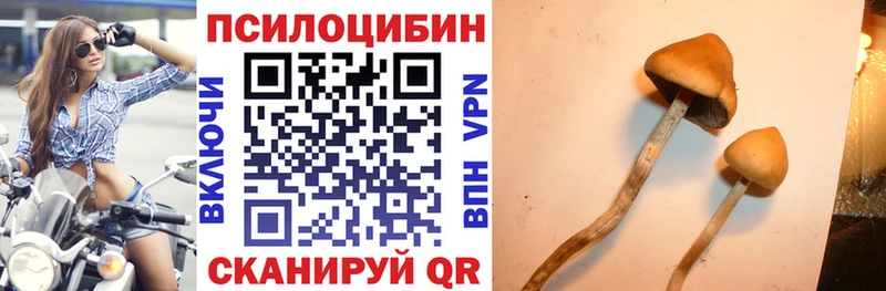 Галлюциногенные грибы Psilocybine cubensis  Краснознаменск 